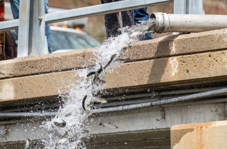 Michigan DNR says it’s stocked nearly 19 million fish in 2025